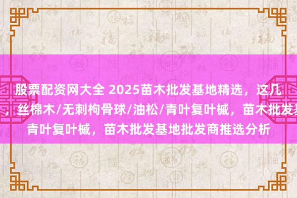 股票配资网大全 2025苗木批发基地精选，这几家批发商实力轶群！，丝棉木/无刺枸骨球/油松/青叶复叶槭，苗木批发基地批发商推选分析