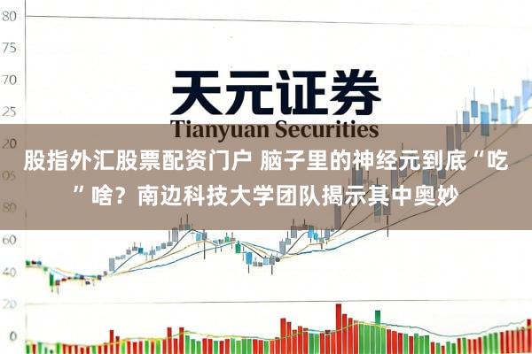 股指外汇股票配资门户 脑子里的神经元到底“吃”啥？南边科技大学团队揭示其中奥妙